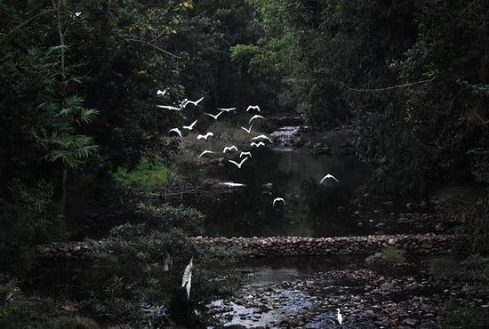 ലോക്ഡൗണ്‍ നിയന്ത്രണം മറി കടന്ന് കാട് കാണാന്‍ എത്തി. മഴയിൽ വഴി അറിയാതെ കാട്ടിൽ  കുടുങ്ങിയ 16 യുവാക്കളെ രക്ഷപ്പെടുത്തിയ പോലീസ് പിഴയും താക്കീതും നല്‍കി വിട്ടയച്ചു.