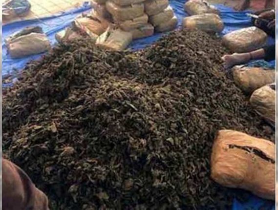 ശാസ്‌താംകോട്ടയില്‍ വന്‍ കഞ്ചാവ് വേട്ട
