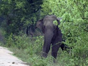 അട്ടപ്പാടിയിൽ വീണ്ടും കാട്ടാന ആക്രമണം; ഒരാള്‍ മരിച്ചു