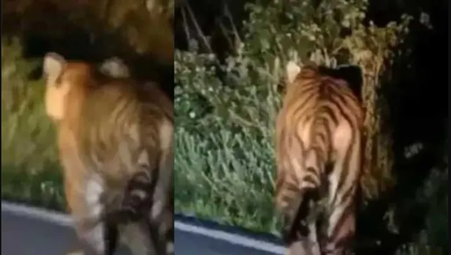 രാജമലയില്‍ ഇറങ്ങിയ കടുവയ്ക്ക് ഇടത് കണ്ണിന് തിമിരമെന്ന് കണ്ടെത്തി