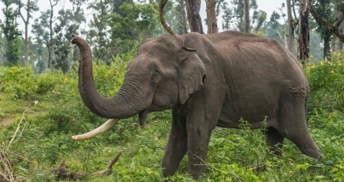 മലക്കപ്പാറയില്‍ കാട്ടാനയുടെ ആക്രമണത്തില്‍ ഒരാള്‍ക്ക് ഗുരുതര പരിക്ക്